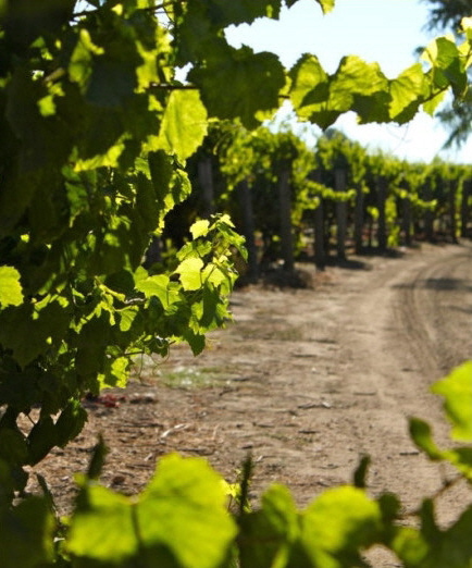 The Vineyard in Carneros